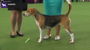 Image result for Harrier dog