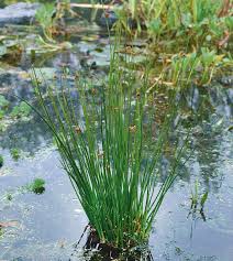 Image result for Juncus effusus