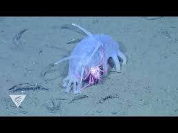 Image result for Crabbea nana