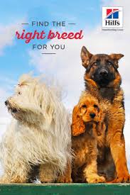 Choosing The Right Dog Personality For Your Lifestyle Hill S Pet Dog Personality Dogs Best Dog Breeds