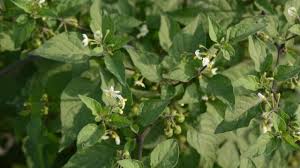 Vegetables, like fruits, are low in calories and fats but contain good amounts of vitamins and minerals. Best Kienyeji Vegetables For Your Organic Farm Agcenture