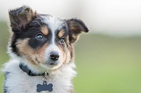 Complications can usually be prevented from occurring later on. Preventive Dental Care Pawsteps Veterinary Center