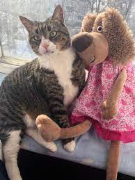 pin ot polzovatelya elena sandakova na doske kote v 2020 g kot imena dlya malchikov koshki