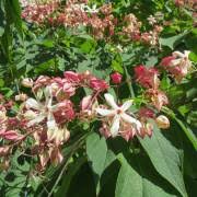 Image result for Clerodendrum rotundifolium