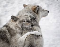 Check spelling or type a new query. Wolf Wallpapers Free Hd Download 500 Hq Unsplash