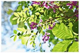 Image result for Indigofera ischnoclada
