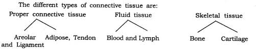 This membrane covers the body surface and the glands. Class 9 Science Tissues Free Study Material Cbse Sample Papers Books Studyguide360