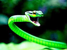 Boomslang Snake Yes It Is A Real Photo Snake Cute Creatures Reptiles And Amphibians