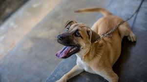 The socialization period is a very vital phase in the development of a young puppy. How To Socialize Your Dog Field Trips Neighborhood Walks More