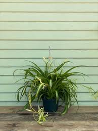 Image result for Chlorophytum stolzii