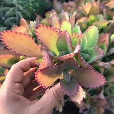 Kalanchoe Laetivirens Mother Of Thousands Mother Of Millions Bryophyllum Laetivirens Succulent Live Plant By Succulentcafes In 2020 Succulents Handmade Buy And Sell