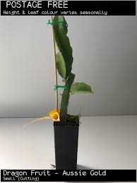 We did not find results for: Buy Dragon Fruit Pitaya Fruiting Cactus Hylocereus Sp