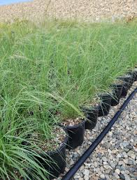 Image result for Aristida diminuta