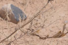 Image result for Sesamum triphyllum