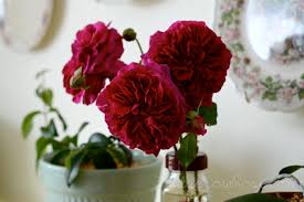 Munstead wood ®(ausbernard) features buds of light crimson, which slowly turn into a very deep velvety crimson while the outer petals remain light. 21 Munstead Wood Rose