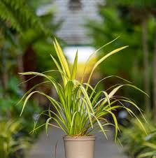 Image result for Phormium