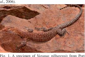 Maybe you would like to learn more about one of these? Pdf First Breeding Report Of The Pilbara Rock Monitor Varanus Pilbarensis Storr 1980 In Spain With Taxonomic Comments On The Recently Described V Hamersleyensis Maryan Et Al 2014 Semantic Scholar