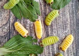 Kumpulan aneka resep kue ulat adalah salah satu kue kering yang unik karena ini berbentuk hewan seperti. Resep Nastar Karakter Ulat Anti Gagal Resep Kue Kering Top