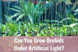 Growing orchids under lights for beginners. Can You Grow Orchids Under Artificial Light Everyday Orchids