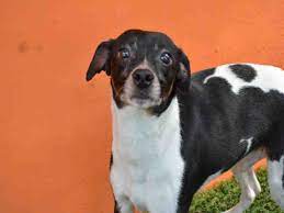 Www Petharbor Com Pet Miad A1625407 Animal Shelter Pets Animals