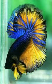 Siamese Fighting Fish Apk By Night Live Wallpaper Details Betta Fish Care Siamese Fighting Fish Beta Fish