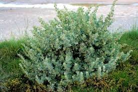 Image result for Atriplex halimus