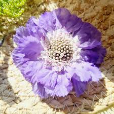 Fruit trees will be heavy with their seeds at this point and it is around this time that harvest festivals begin. Wholesale Flowers In Season September Article On Thursd
