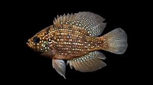 Image result for Oxyanthus strigosus