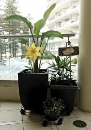 Bird Of Paradise In Pot Low Light Partial Sun Pot Plants Plants Potted Plants Birds Of Paradise