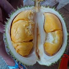 Tampin, 73000 tampin, negeri sembilan. Budi Daya Durian Duri Hitam Bagi Pemula Samudrabibit Com