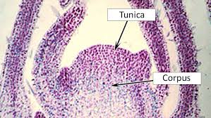 Image result for Endostemon tereticaulis