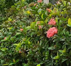 Image result for Pavetta stenosepala