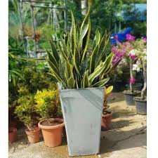 Malah ia juga bertindak sebagai penapis udara dan membantu membersihkan. Buy Sanseveria Anak Pokok Lidah Mertua Lidah Jin Seetracker Malaysia