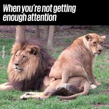 UNILAD - Lioness Wants Attention From Lion | Facebook
