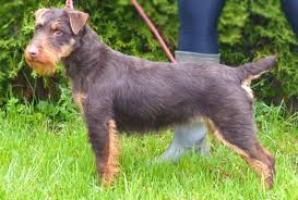 Image result for jagdteriér