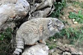 Beautiful big wild cat lynx. Pallas Cat International Society For Endangered Cats