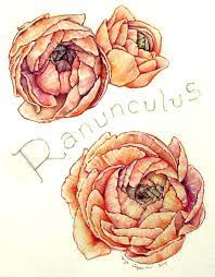 Ranunculus Flower Painting Flower Drawing Flower Illustration