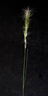 Image result for Aristida congesta