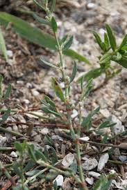 Image result for Melhania prostrata