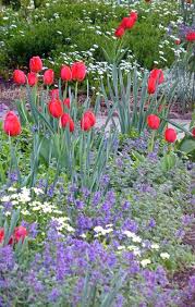 We did not find results for: Mixing Perennials Spring Blooming Bulbs High Country Gardens Spring Flowering Bulbs Bulb Flowers Tulips Garden