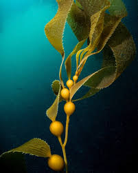 Currently Listening To Pneumacyst Stem Of Not A Down If You Re Anything Like Giant Kelp You Ma Underwater Plants Sea Plants Photography Inspiration Nature