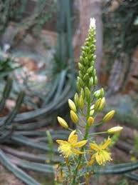 Image result for Bulbine favosa