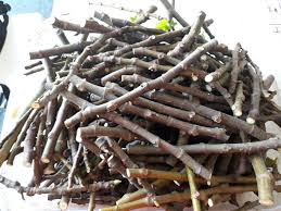 Pokok jenis menjalar ini boleh dibiakkan melalui ubi dan keratan batang. Keratan Batang Formeniaga Training Centre Facebook