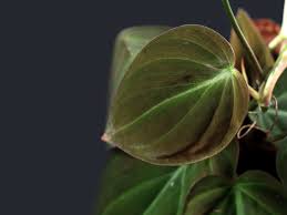 We did not find results for: Plants With Heart Shaped Leaves You Ll Fall In Love With