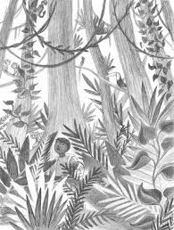 Here presented 53+ rainforest animal drawing images for free to download, print or share. Gallery For Rainforest Drawing Rainforest Drawings Rainforest Project