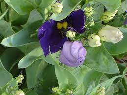 Lisianthus Plants How To Grow And Care For A Prairie Gentian Garden Helper Gardening Questions And Answers