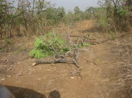 Image result for Diheteropogon amplectens