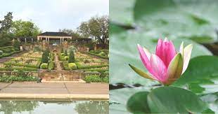 Fort Worth Botanic Japanese Garden Is Reopening June 1 Here S Everything You Need To Know Metroplex Social