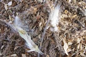 Image result for Piaranthus atrosanguineus