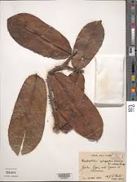 Image result for Scytopetalum pierreanum